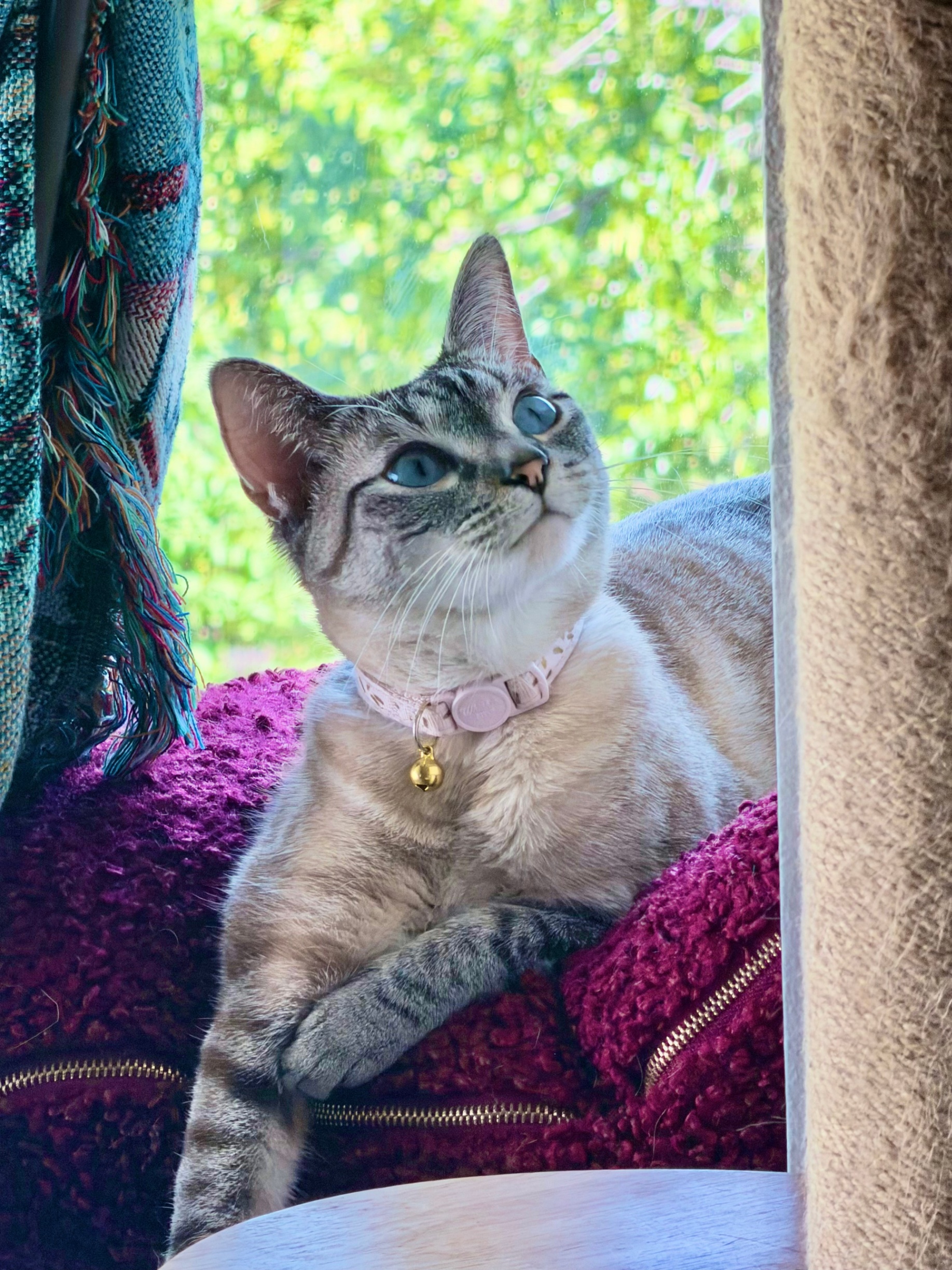 Blue-eyed cat sitting in a sunny window