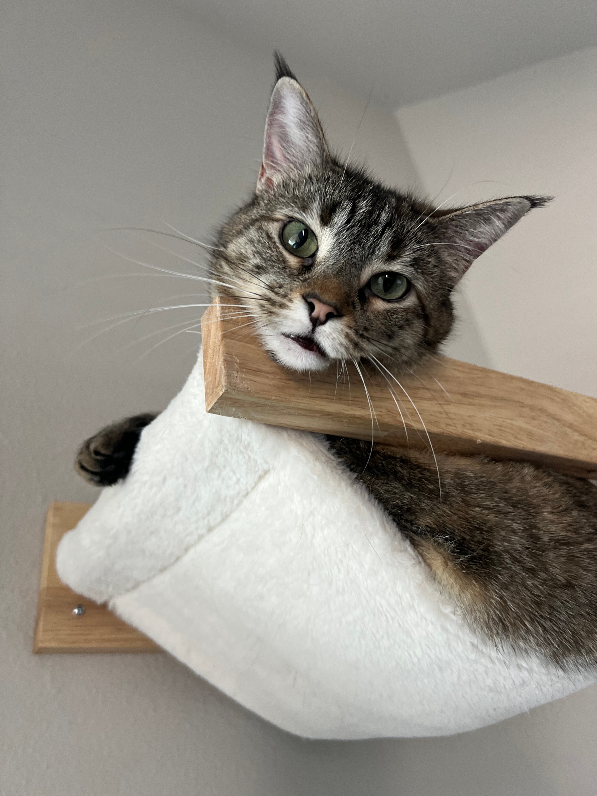 Tabby cat lounging on a wall-mounted cat shelf