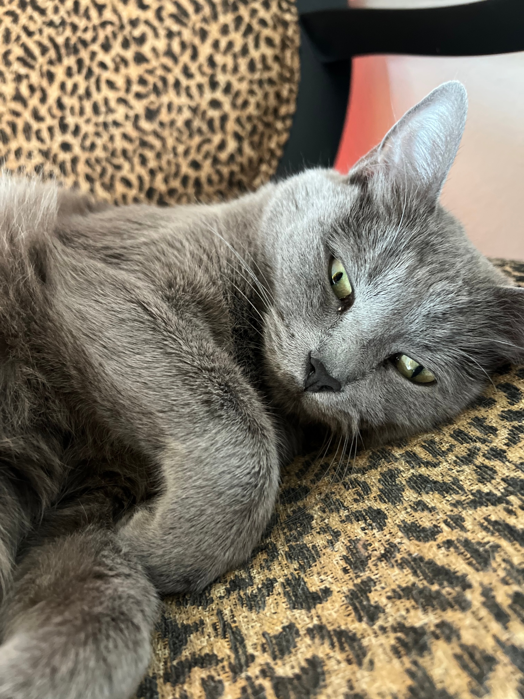 Grey longhaired cat stretched out on a chair